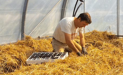 Paillage pour des légumes de saison